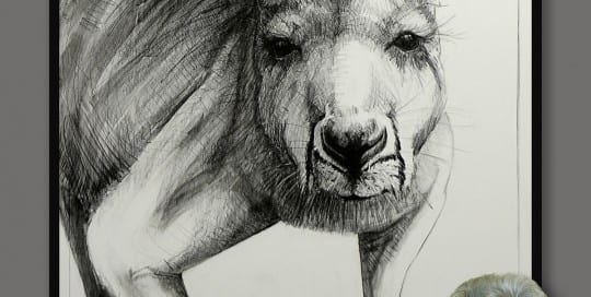 Drawing of Kangaroo 27 by Michael Chorney Ⓒ