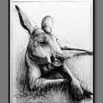 Drawing of Kangaroo 27 b by Michael Chorney Ⓒ