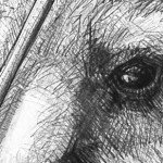 Detail E of Portrait of Kangaroo 45 by Michael Chorney