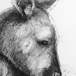 Detail A of Portrait of Kangaroo 46 by Michael Chorney